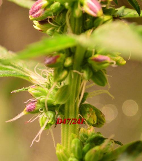 Micro-Reversal - Collodial Silver&STS. Week 8