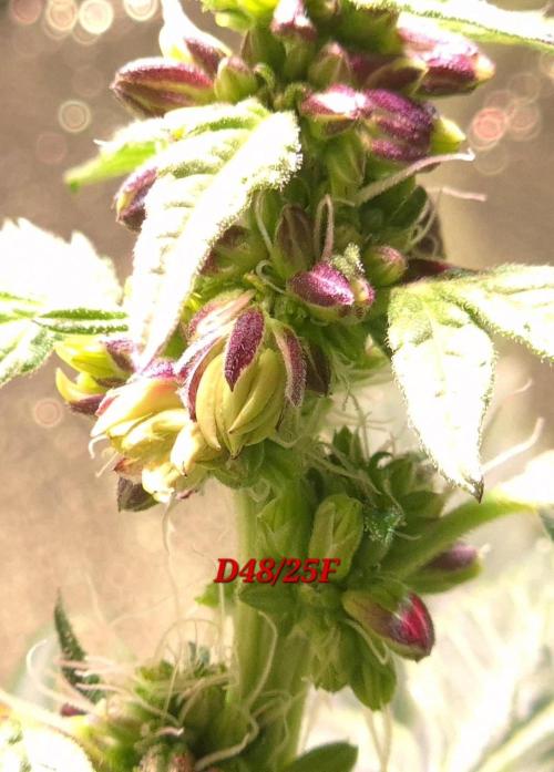 Micro-Reversal - Collodial Silver&STS. Week 8