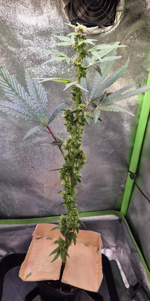 Micro-Reversal - Collodial Silver&STS. Week 8