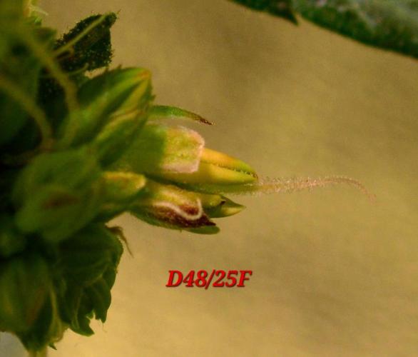 Micro-Reversal - Collodial Silver&STS. Week 8