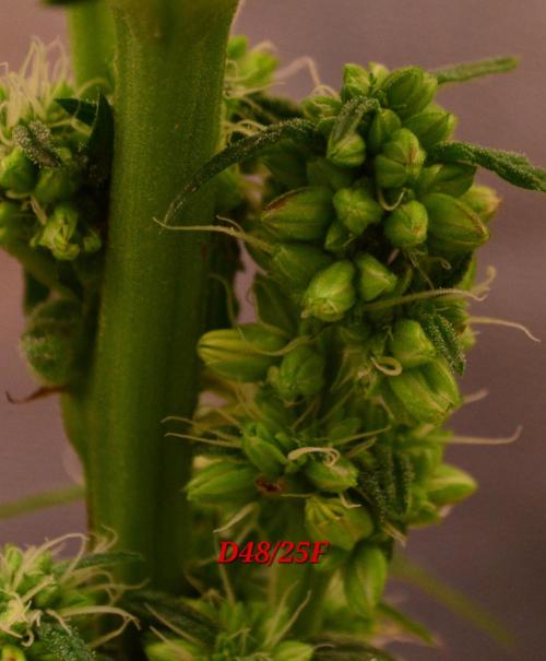 Micro-Reversal - Collodial Silver&STS. Week 8