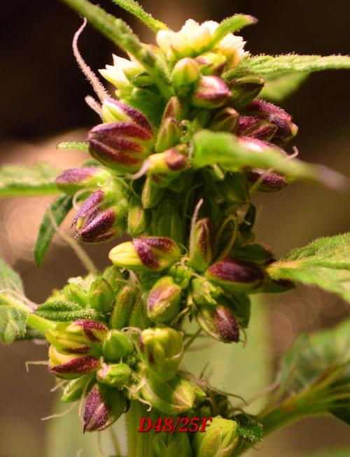 Micro-Reversal - Collodial Silver&STS. Week 8