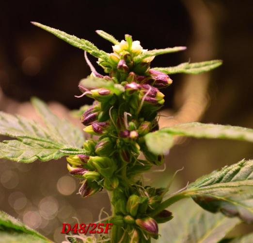 Micro-Reversal - Collodial Silver&STS. Week 8