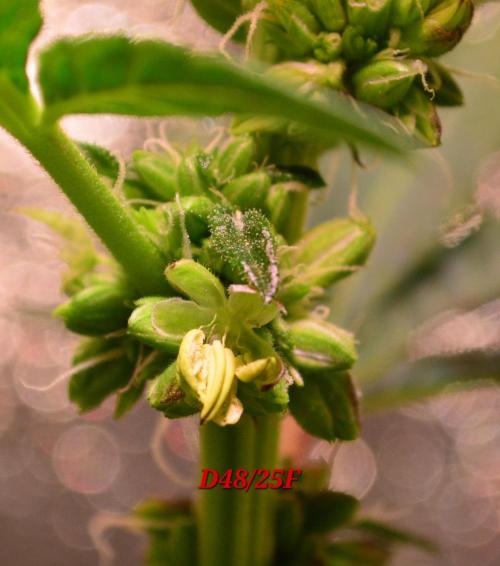 Micro-Reversal - Collodial Silver&STS. Week 8
