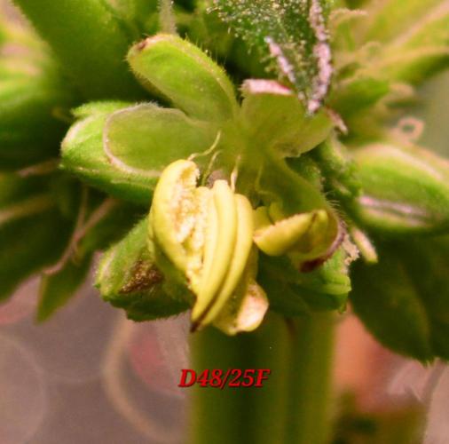 Micro-Reversal - Collodial Silver&STS. Week 8
