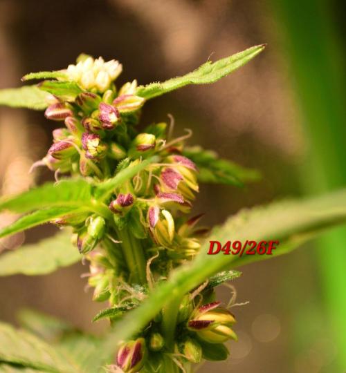 Micro-Reversal - Collodial Silver&STS. Week 8
