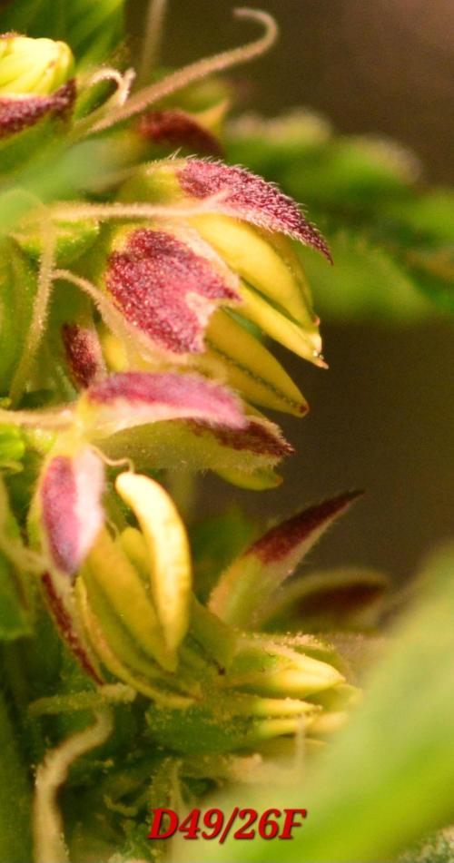 Micro-Reversal - Collodial Silver&STS. Week 8