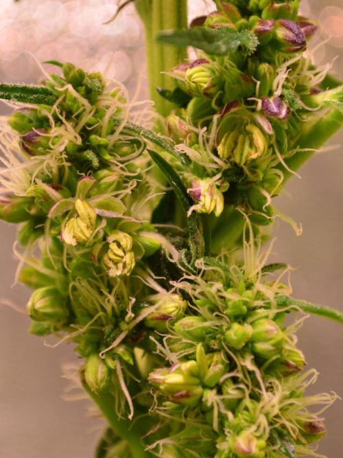 Micro-Reversal - Collodial Silver&STS. Week 8