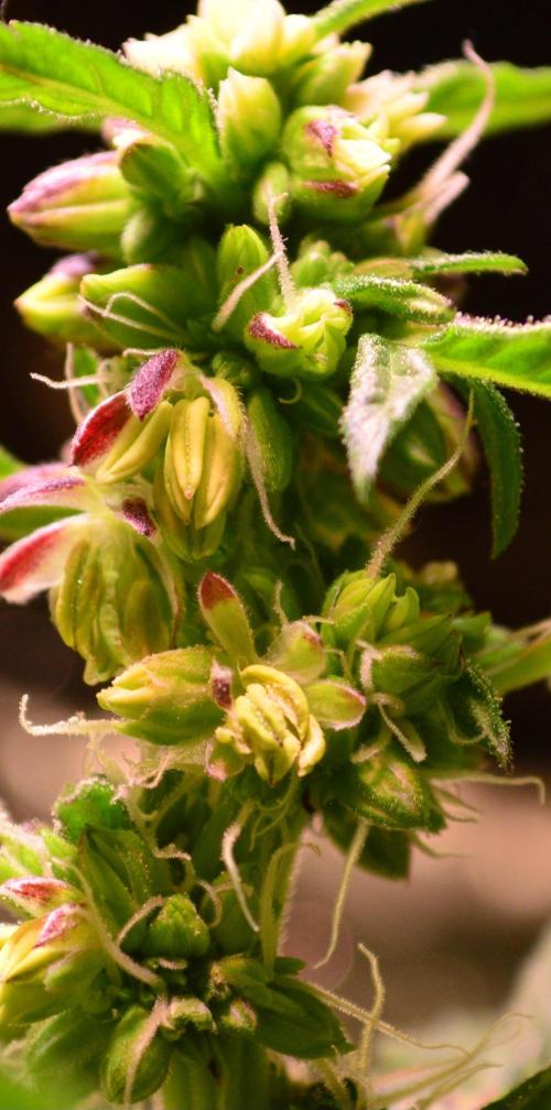 Micro-Reversal - Collodial Silver&STS. Week 8