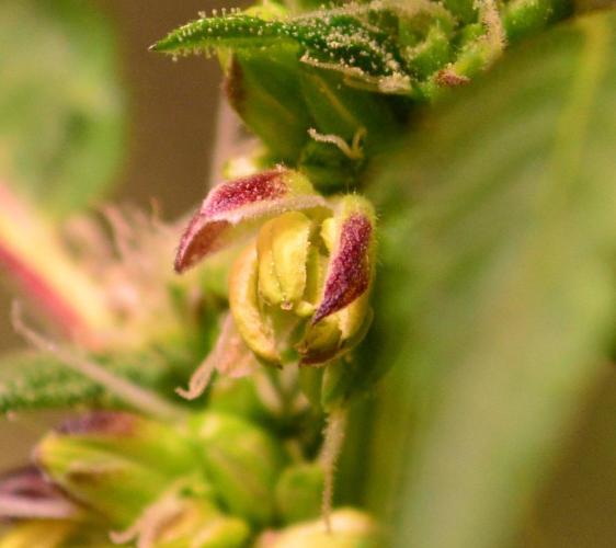 Micro-Reversal - Collodial Silver&STS. Week 8