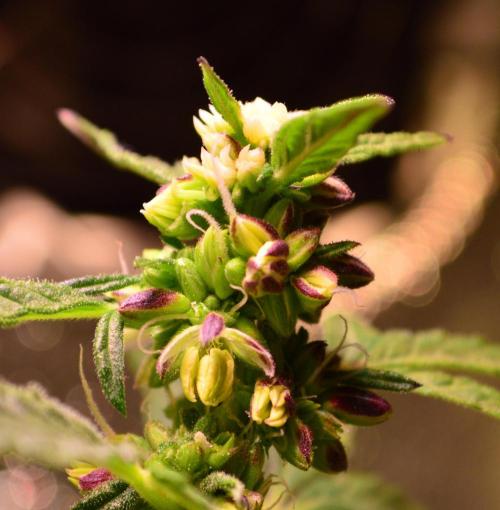 Micro-Reversal - Collodial Silver&STS. Week 8
