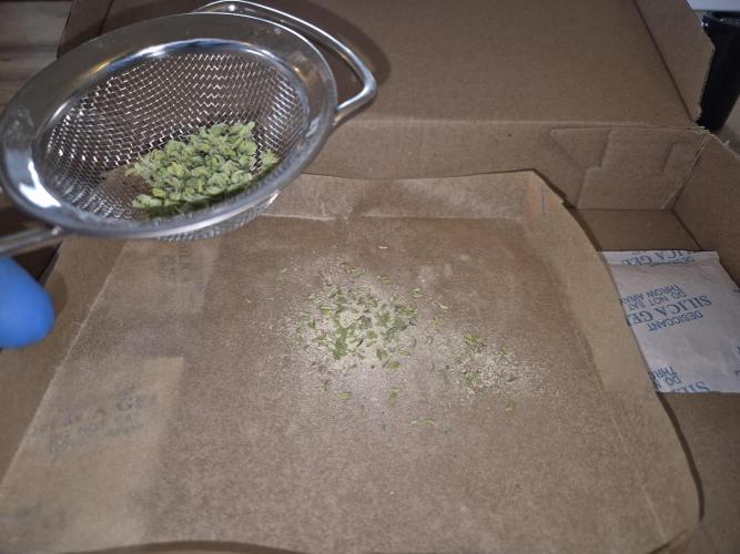 Micro-Reversal - Collodial Silver&STS. Week 8 - First Pollen-Harvest 