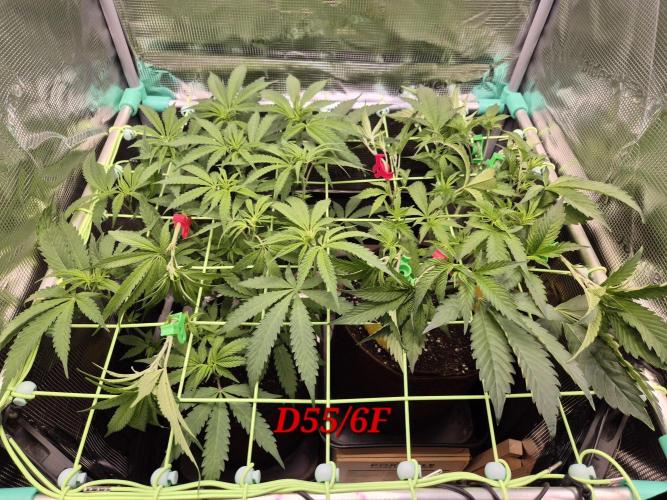 • Truffle • Rosa •. Week 8