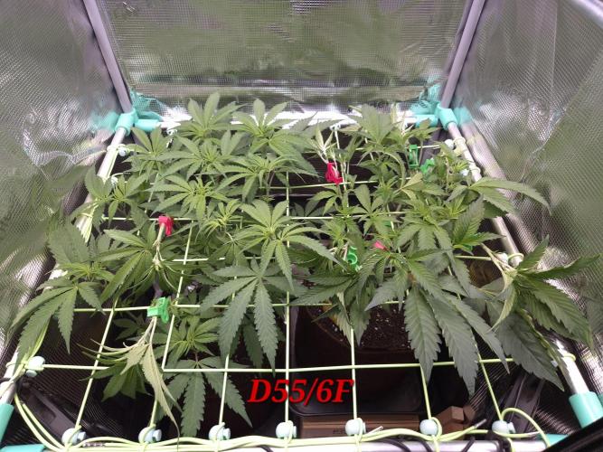• Truffle • Rosa •. Week 8