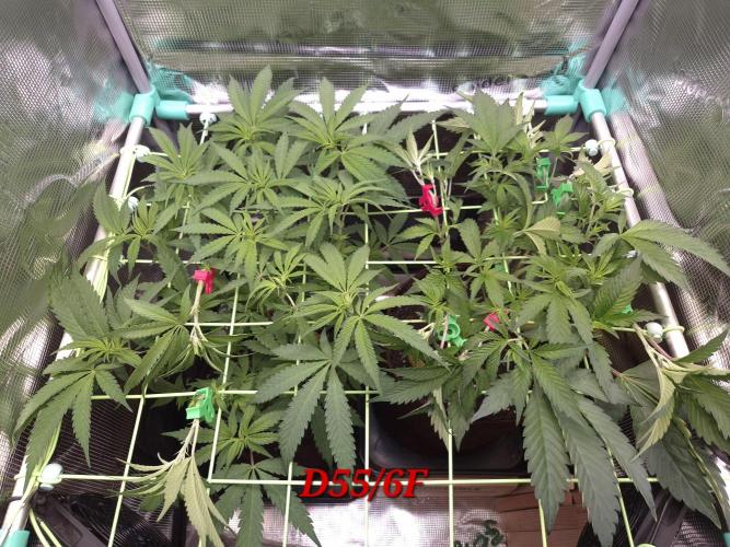 • Truffle • Rosa •. Week 8