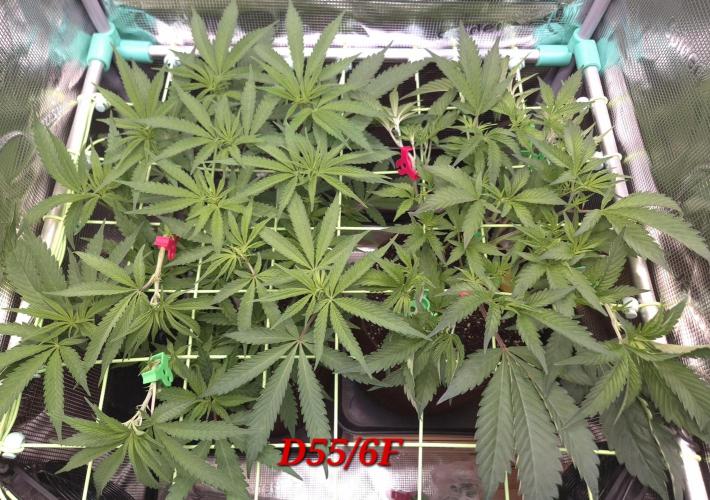 • Truffle • Rosa •. Week 8