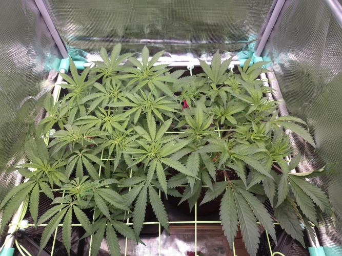 • Truffle • Rosa •. Week 8 - D56/7F