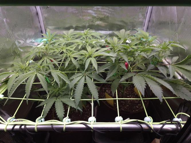 • Truffle • Rosa •. Week 8 - D56/7F