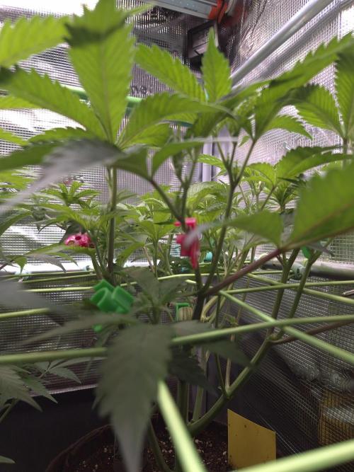 • Truffle • Rosa •. Week 8 - D56/7F