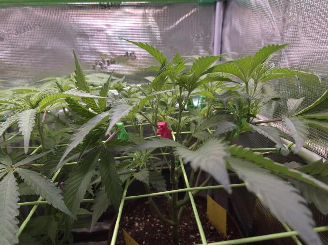 • Truffle • Rosa •. Week 8 - D56/7F