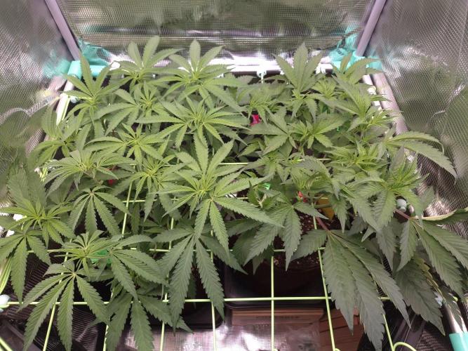 • Truffle • Rosa •. Week 8 - D56/7F