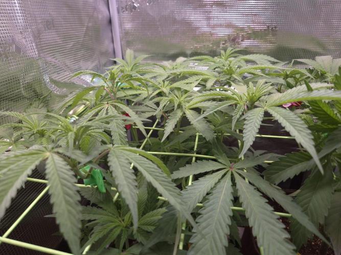 • Truffle • Rosa •. Week 8 - D56/7F