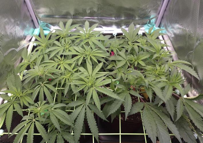 • Truffle • Rosa •. Week 8 - D56/7F