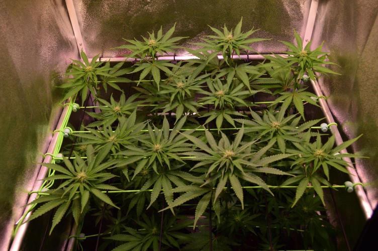 •OceanTruffle • Clones•. Week 11 - D77/14F