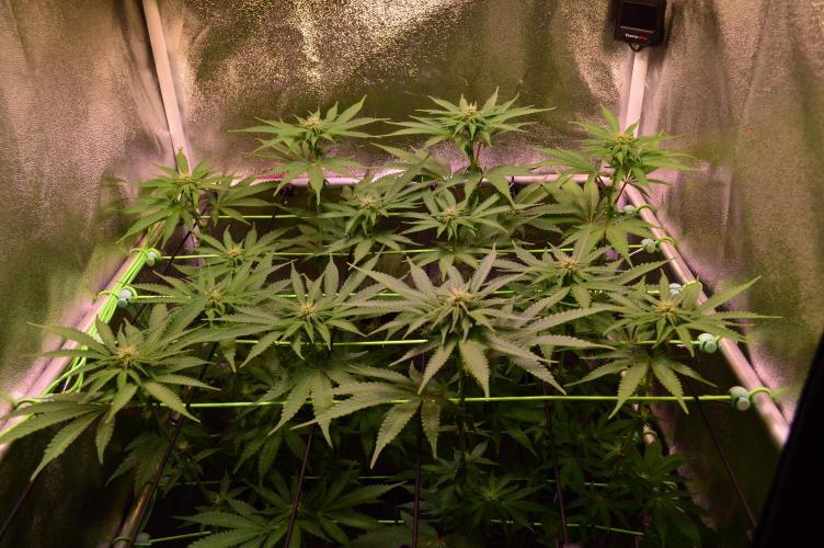 •OceanTruffle • Clones•. Week 11