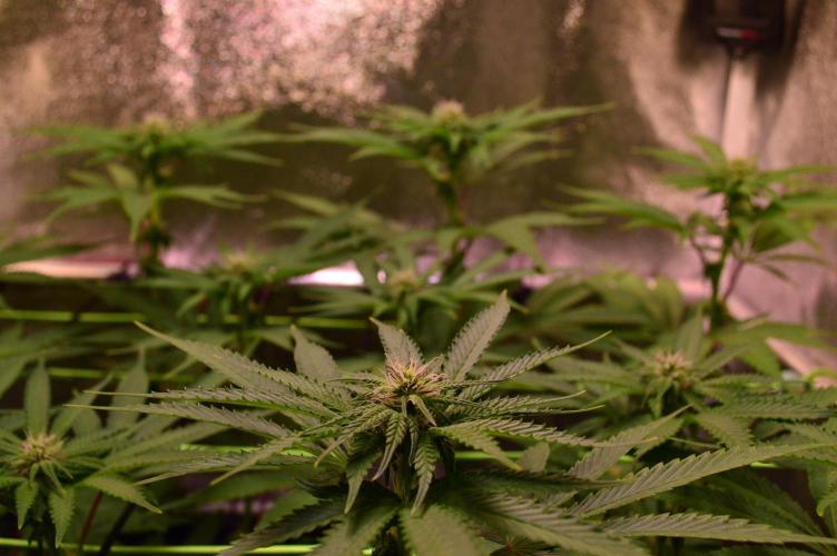 •OceanTruffle • Clones•. Week 11