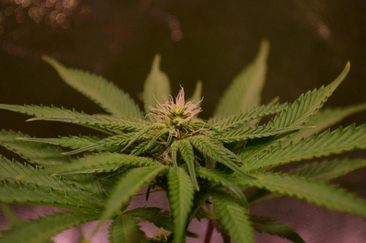 •OceanTruffle • Clones•. Week 11