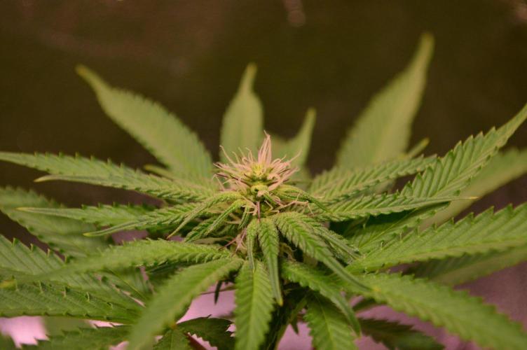 •OceanTruffle • Clones•. Week 11