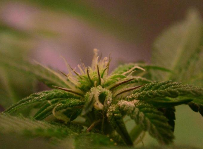 •OceanTruffle • Clones•. Week 11