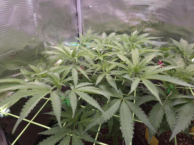 • Truffle • Rosa •. Week 8 - D56/7F