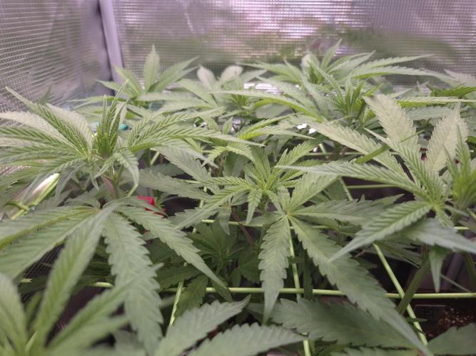 • Truffle • Rosa •. Week 8