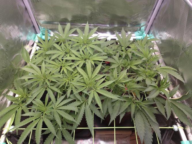 • Truffle • Rosa •. Week 8