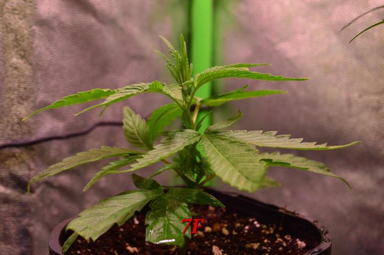 Micro-Reversal #2 - STS. Week 3