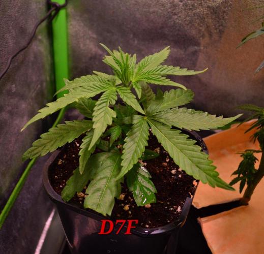 Micro-Reversal #2 - STS. Week 3