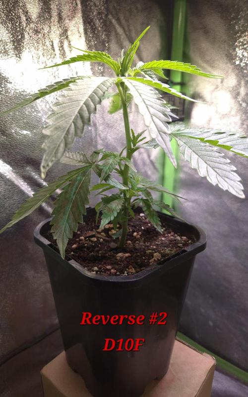 Micro-Reversal #2 - STS. Week 3
