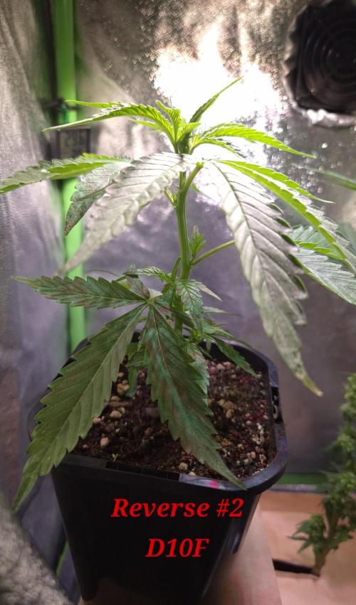Micro-Reversal #2 - STS. Week 3