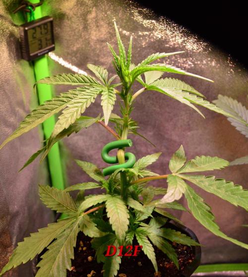 Micro-Reversal #2 - STS. Week 3