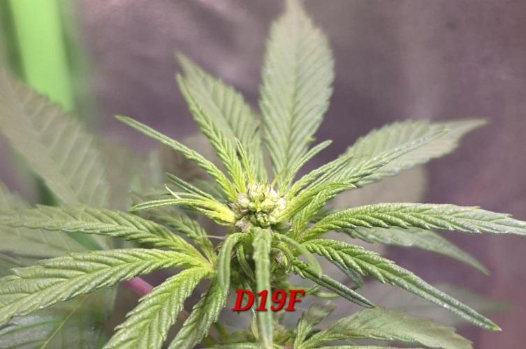 Micro-Reversal #2 - STS. Week 3