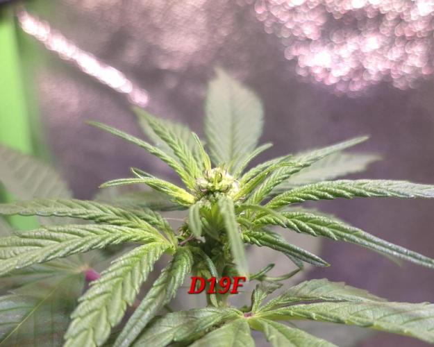 Micro-Reversal #2 - STS. Week 3