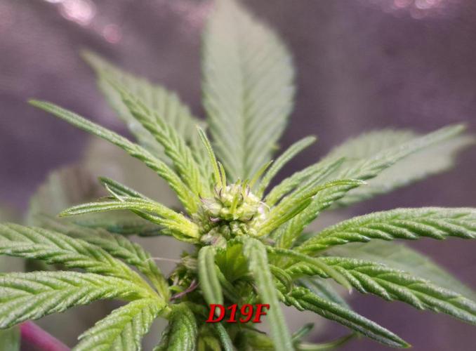 Micro-Reversal #2 - STS. Week 3