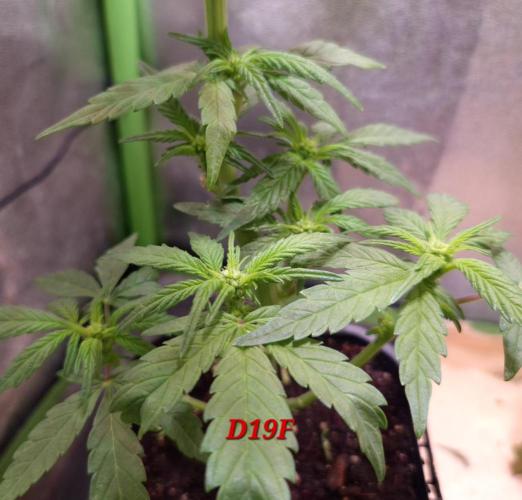 Micro-Reversal #2 - STS. Week 3