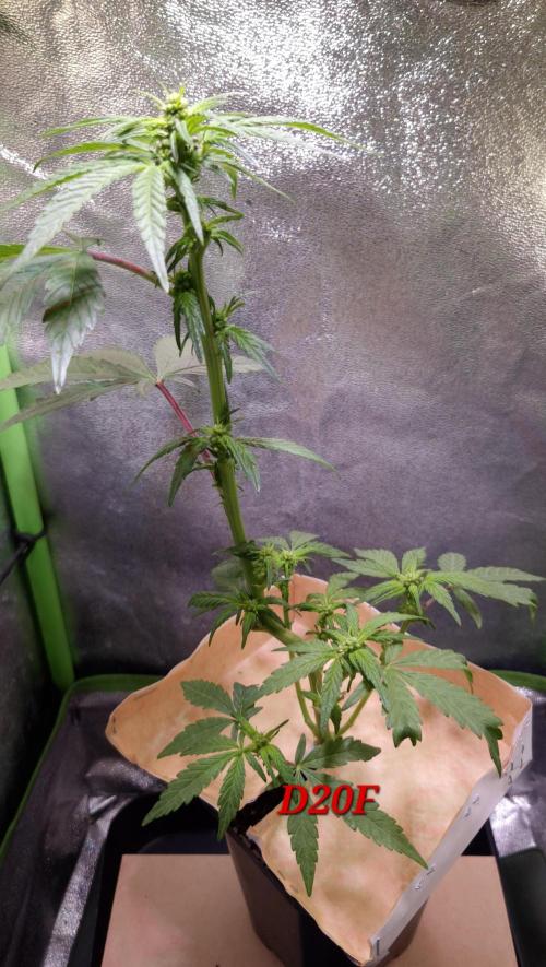 Micro-Reversal #2 - STS. Week 3