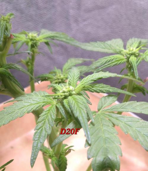 Micro-Reversal #2 - STS. Week 3