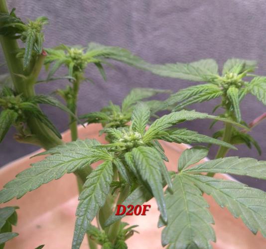 Micro-Reversal #2 - STS. Week 3