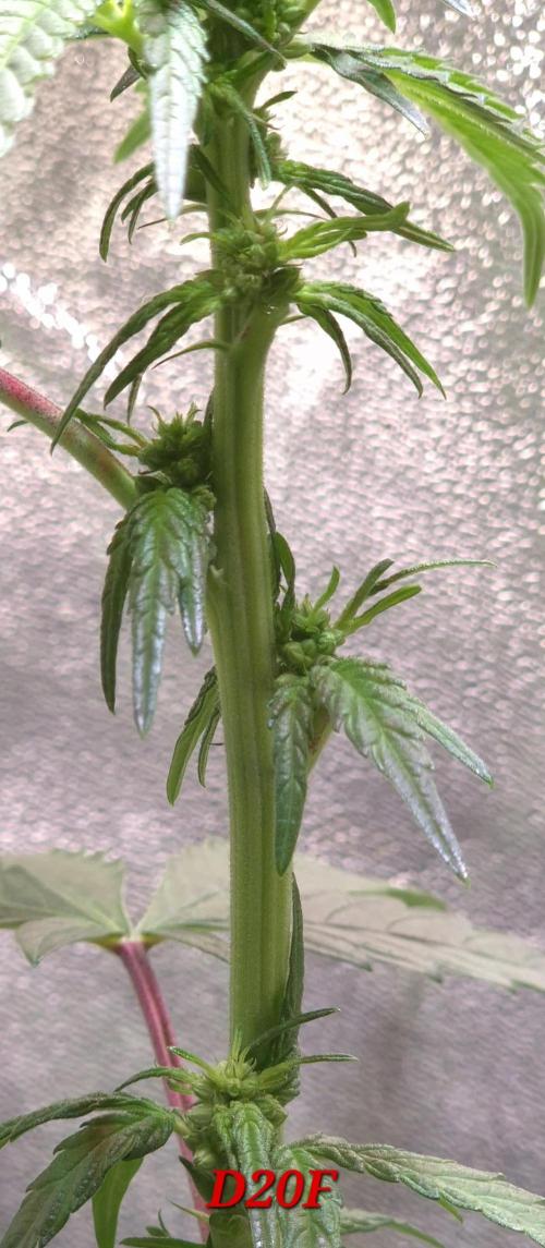 Micro-Reversal #2 - STS. Week 3