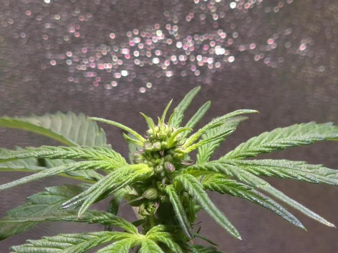 Micro-Reversal #2 - STS. Week 3